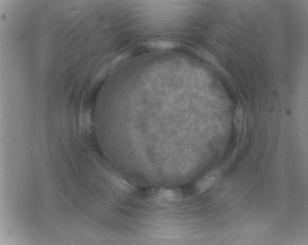 X0000071960330200607282039