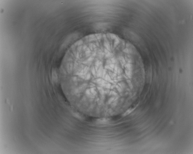 X0000071960335200607282039