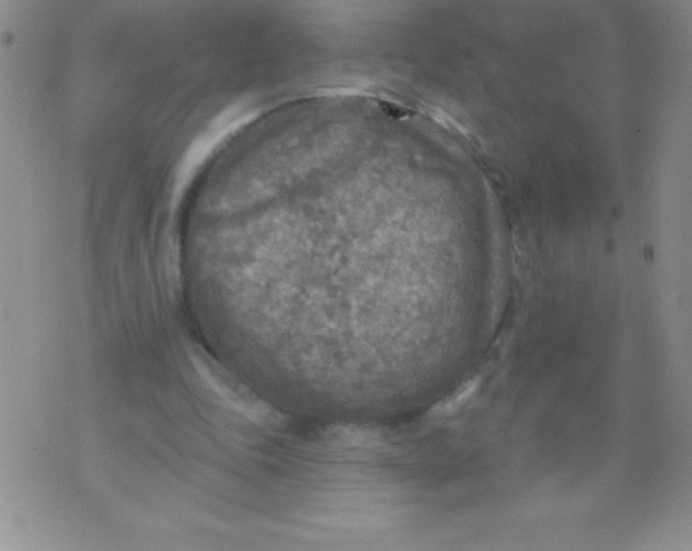 X0000071960343200607282039