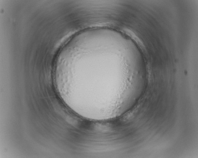 X0000071960346200607282039