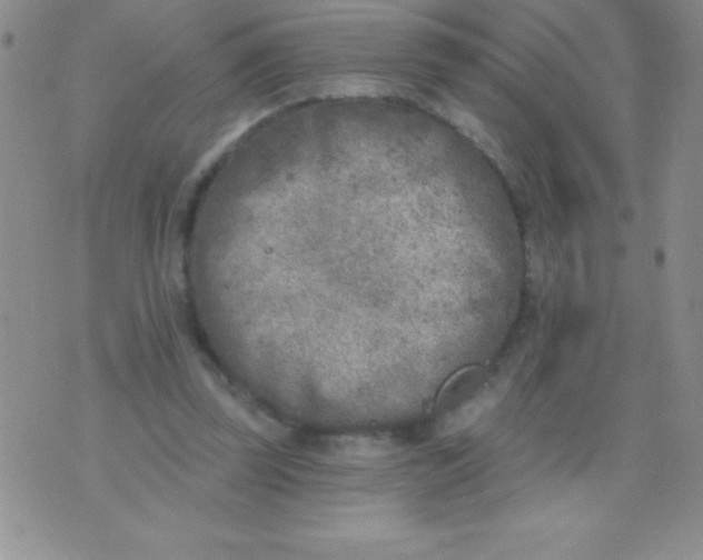 X0000071960347200607282039