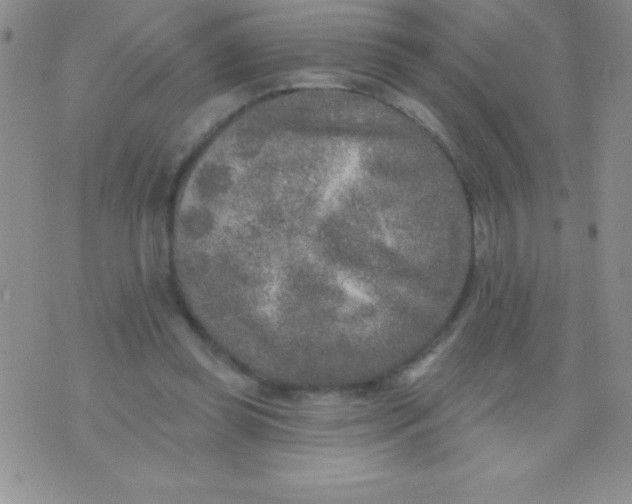 X0000071960349200607282039