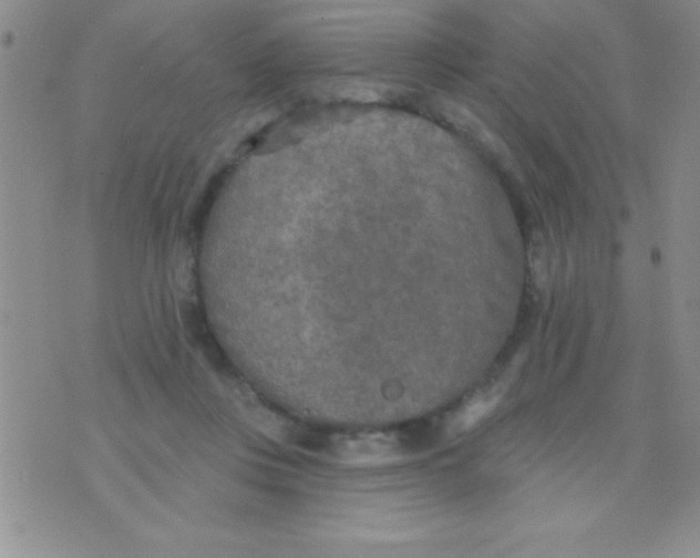 X0000071960359200607282039