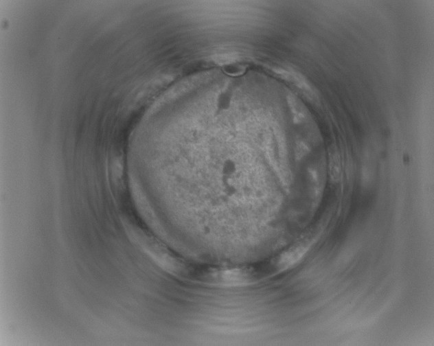 X0000071960365200607282039