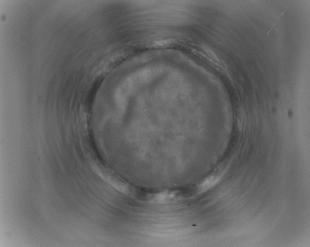 X0000071960366200607282039