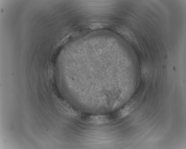 X0000071960367200607282039