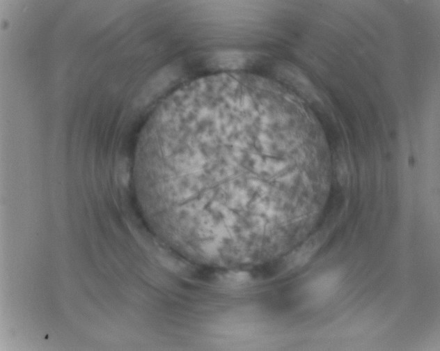 X0000071960374200607282039