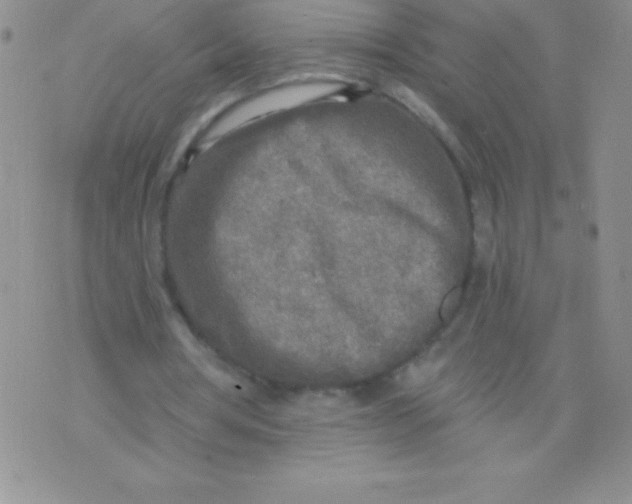 X0000071960386200607282038