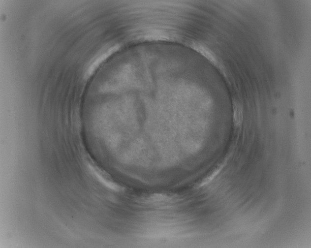 X0000071960390200607282038