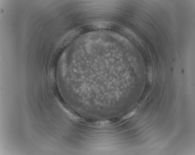 X0000071960410200607282038