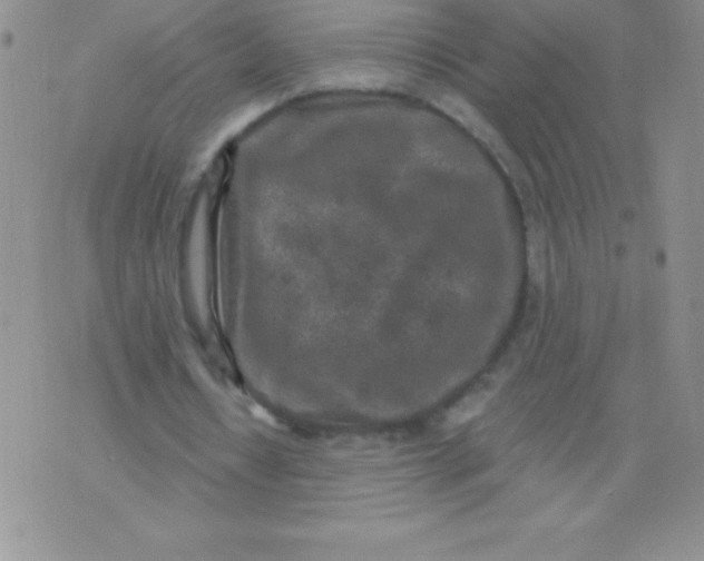 X0000071960434200607282037