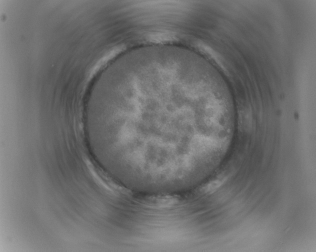 X0000071960443200607282037