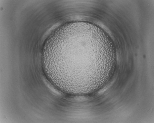 X0000071960445200607282037