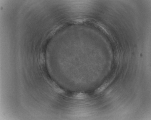 X0000071960467200607282037