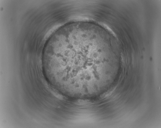 X0000071960487200607282037