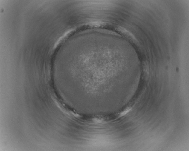 X0000071960496200607282037