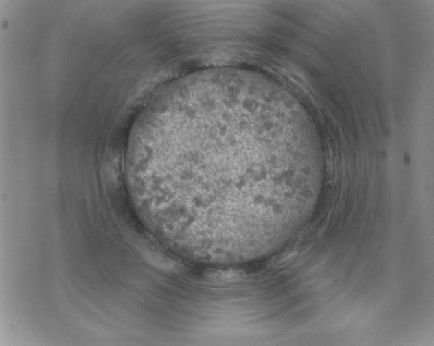 X0000071960503200607282037