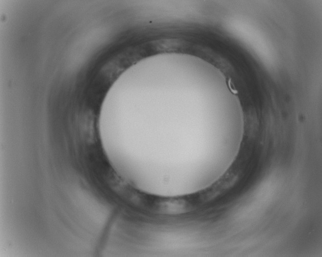 X0000071960525200607282036