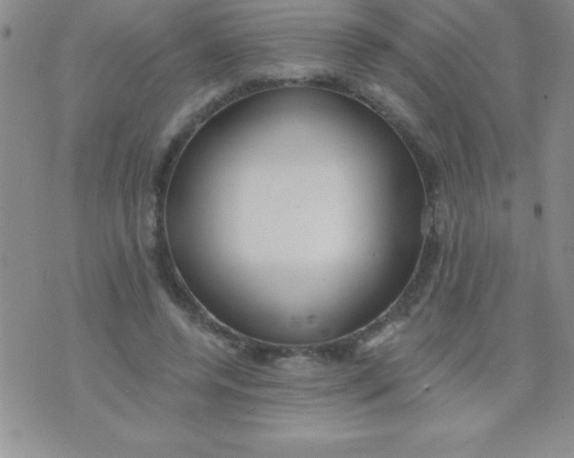 X0000071960544200607282036