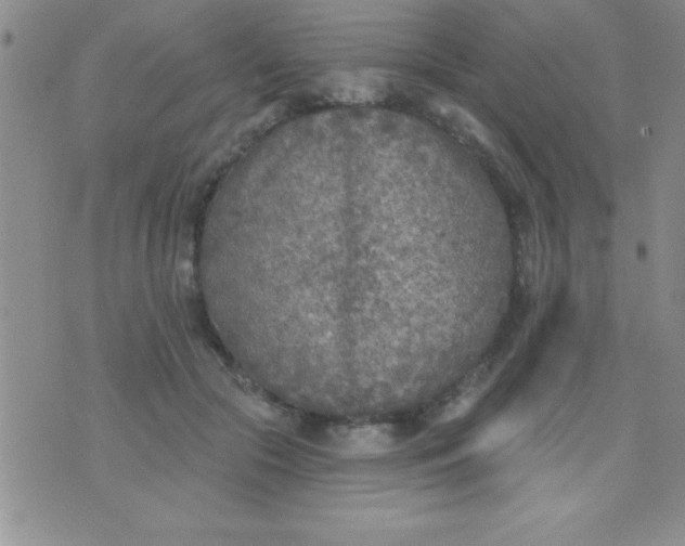 X0000071960553200607282036