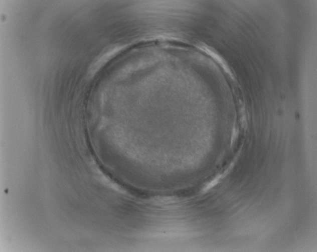 X0000071960577200607282035