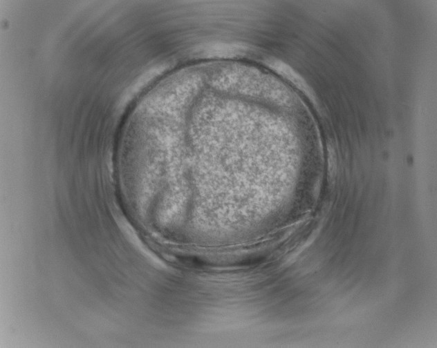 X0000071960581200607282035