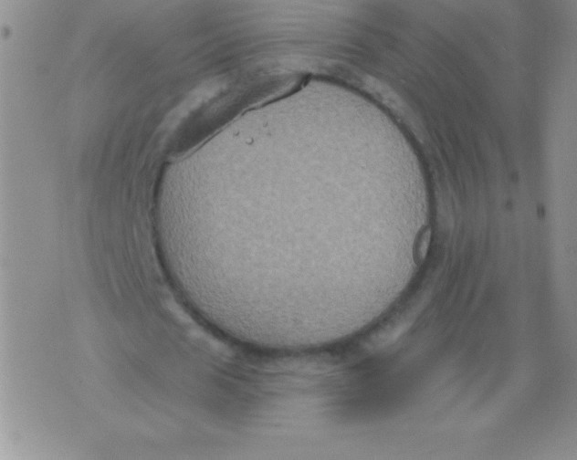 X0000071960625200607282034