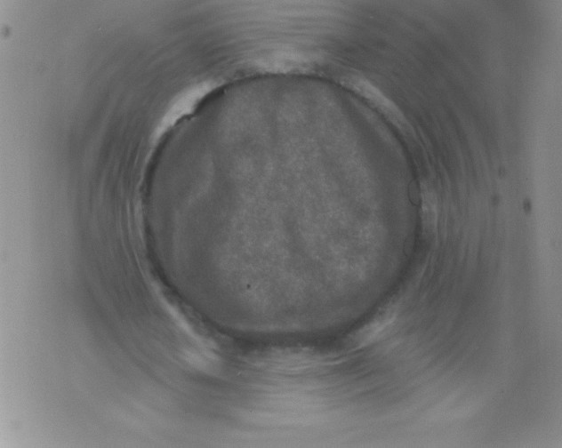 X0000071960626200607282034