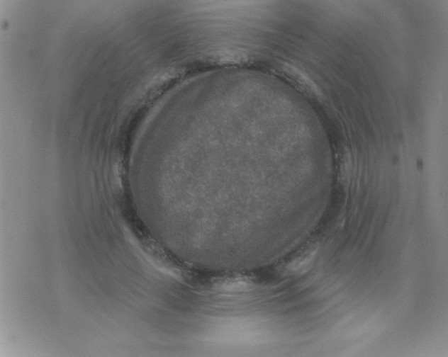 X0000071960643200607282034