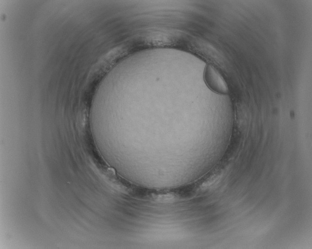 X0000071960645200607282034