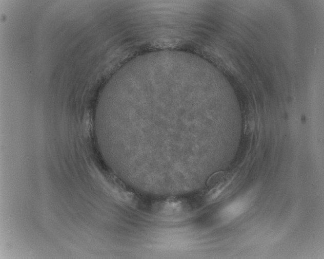 X0000071960647200607282034