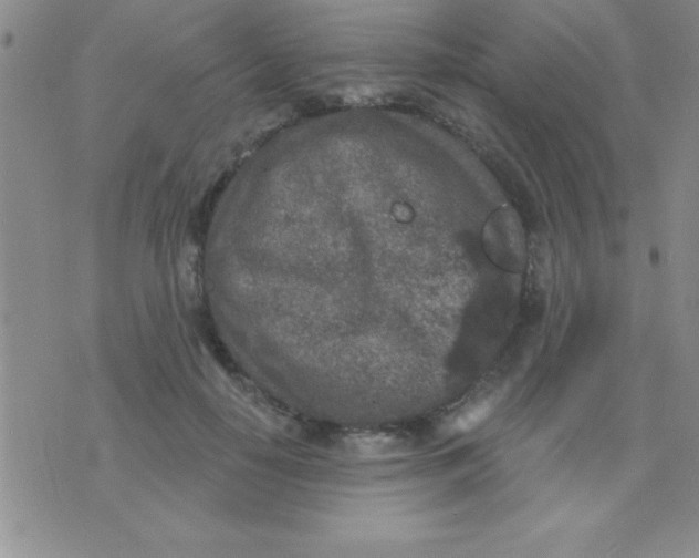 X0000071960650200607282034