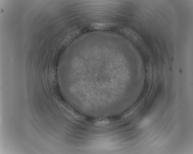 X0000071960653200607282034