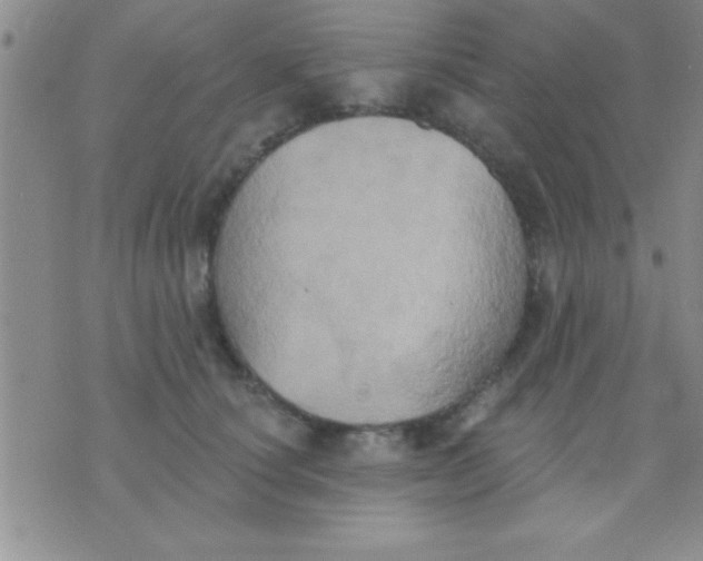 X0000071960660200607282034