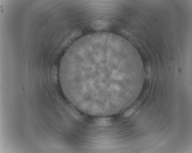 X0000071960664200607282034