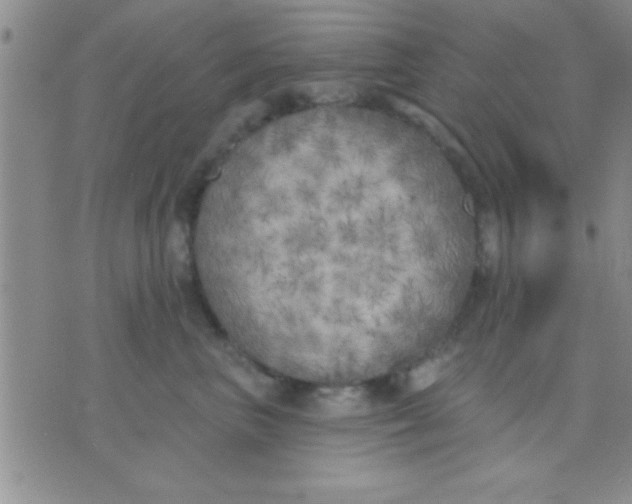 X0000071960667200607282034