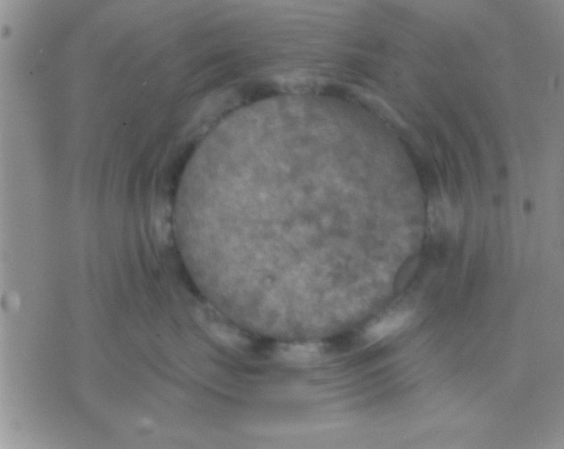 X0000071960671200607282035