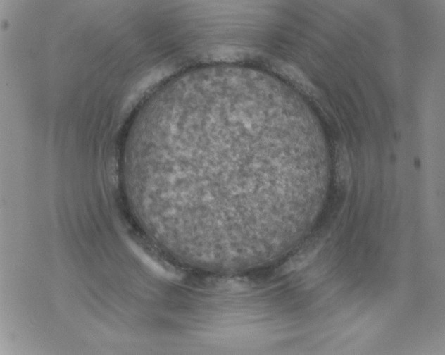 X0000071960683200607282034