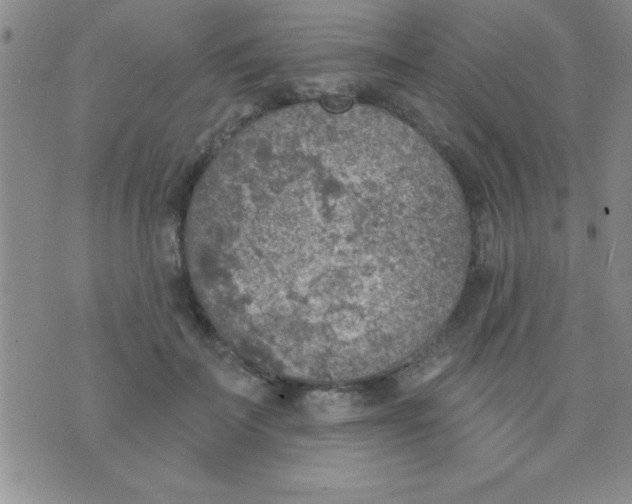 X0000071960699200607282033