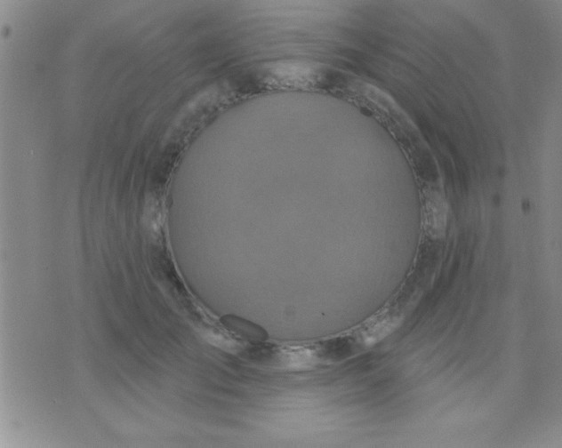 X0000071960701200607282033