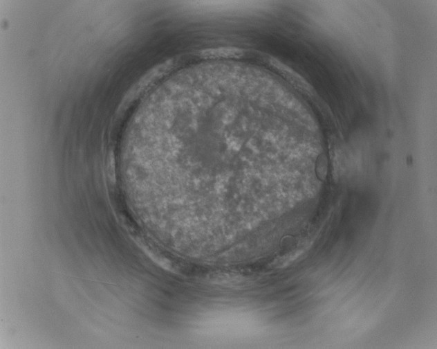 X0000071960729200607282032