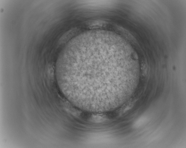 X0000071960753200607282033