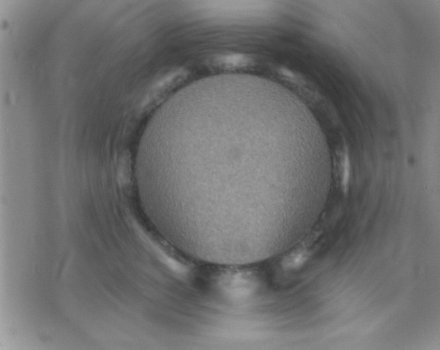 X0000071960760200607282033