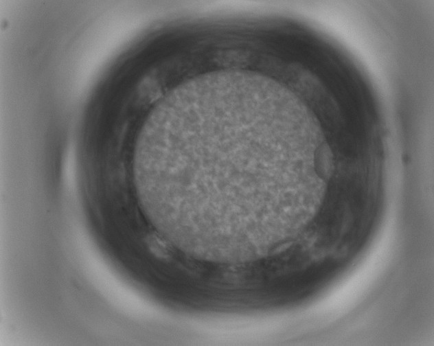 X0000071960765200607282033