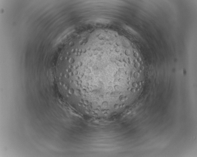 X0000071960774200607282032