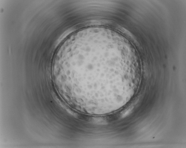 X0000071960794200607282032