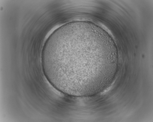 X0000071960803200607282032