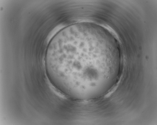 X0000071960814200607282031