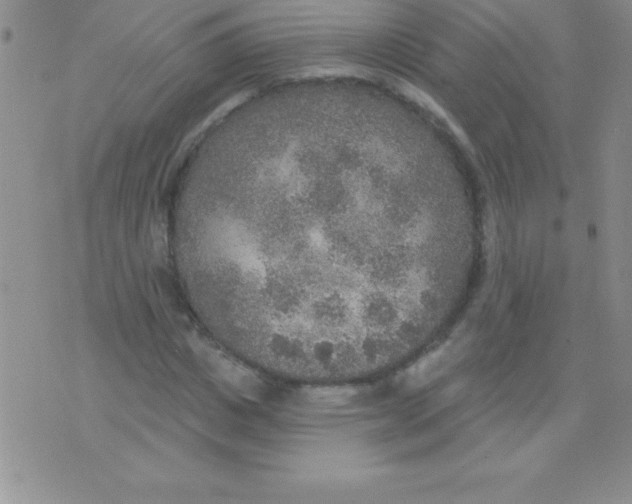 X0000071960825200607282031