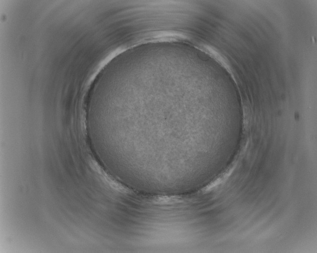 X0000071960835200607282031